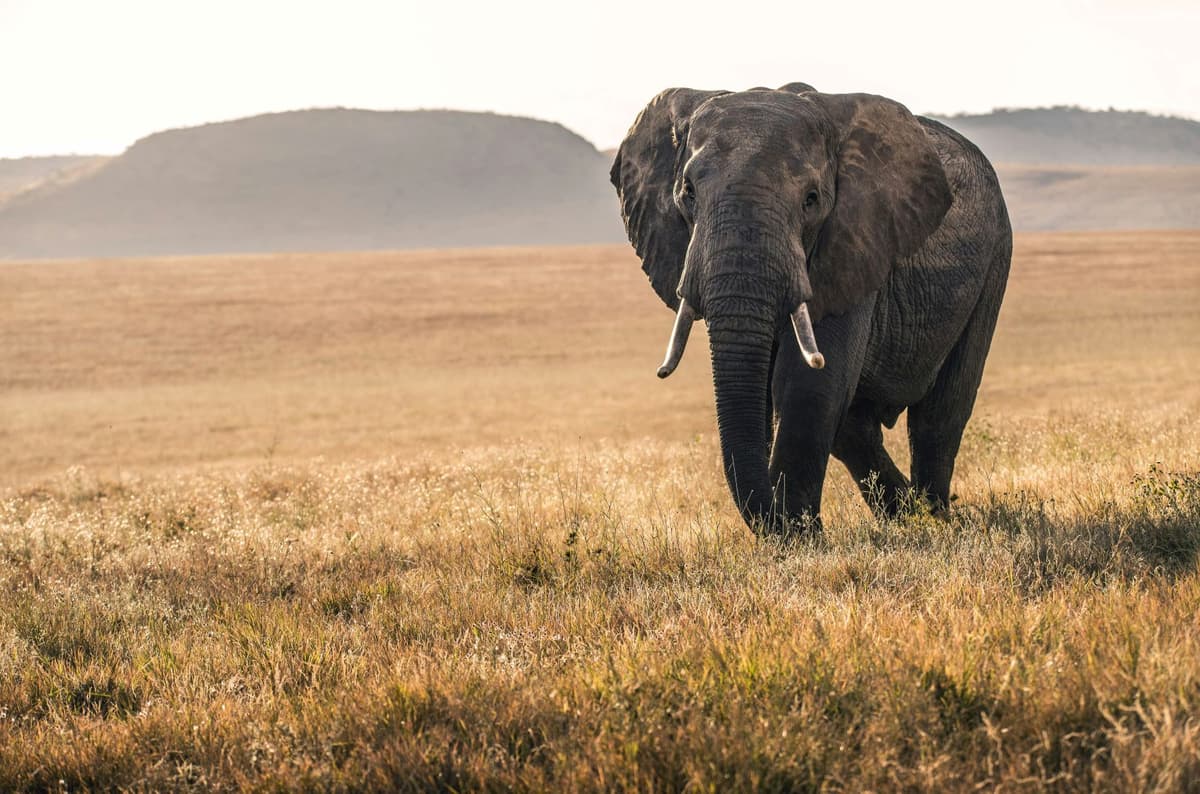 Kenya Wildlife Safari