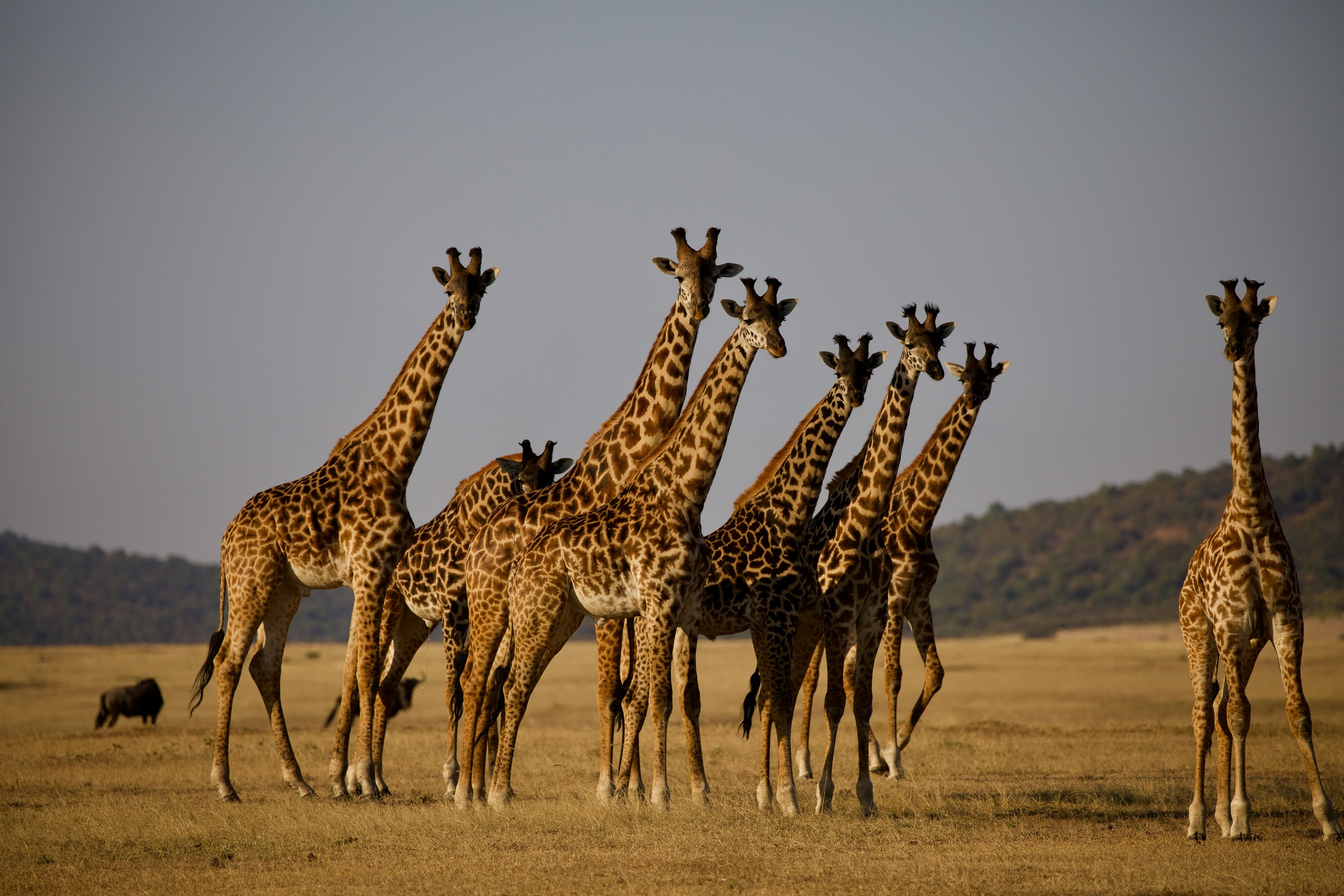 Beautiful scenic view of Tanzania - popular tourist destination for visa travelers