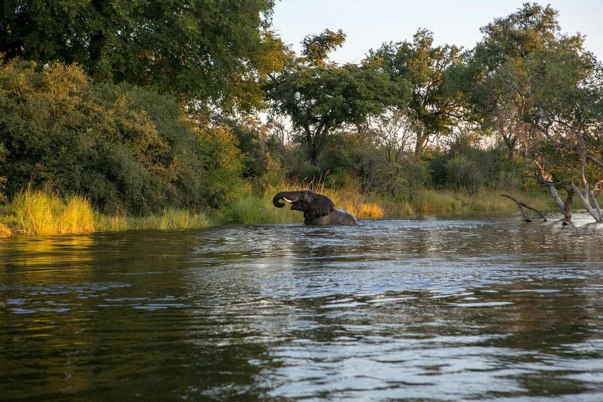Zambia Wildlife