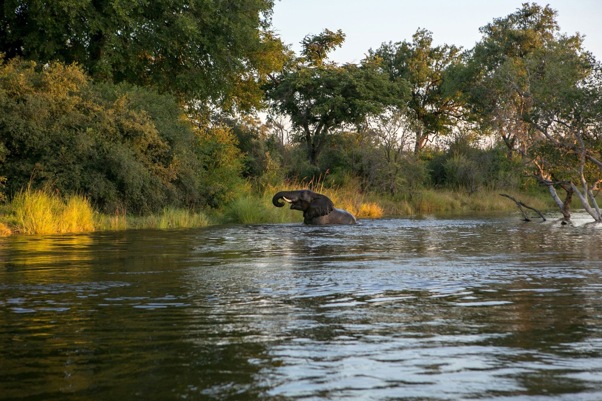 Zambia Wildlife