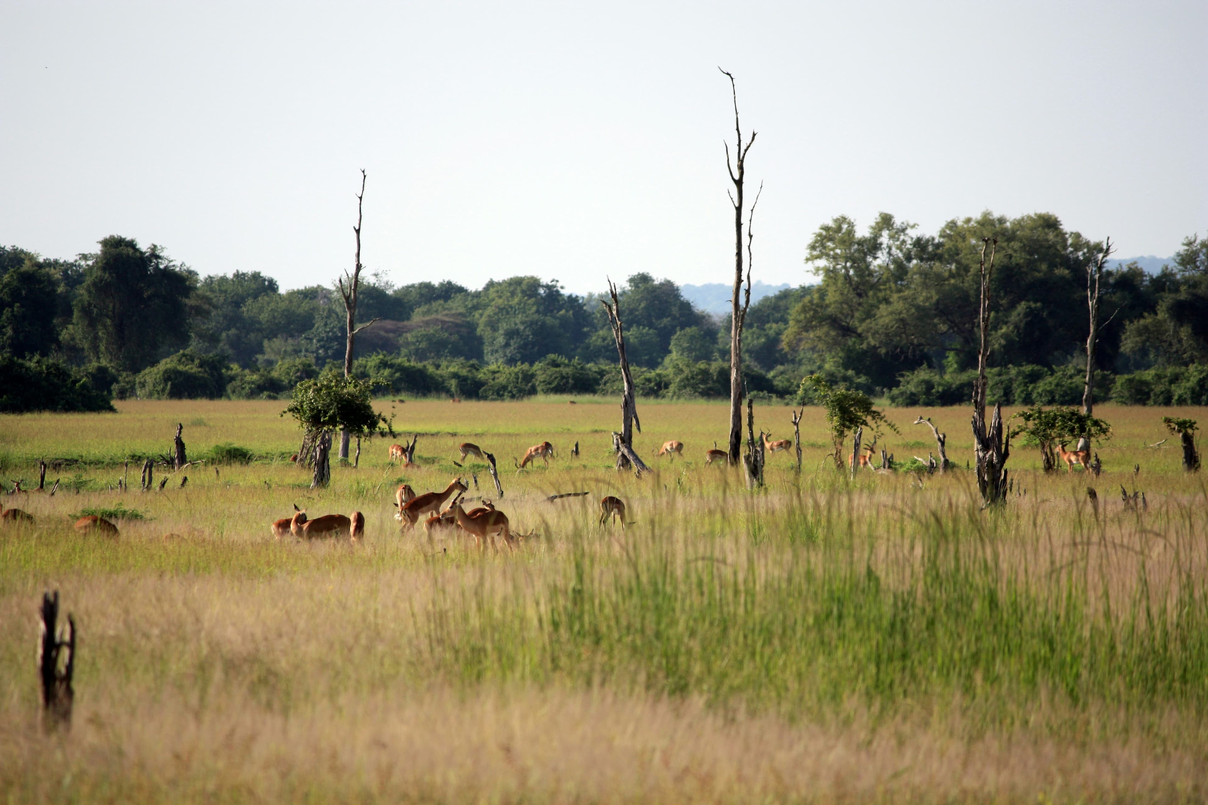 Beautiful scenic view of Zambia - popular tourist destination for visa travelers