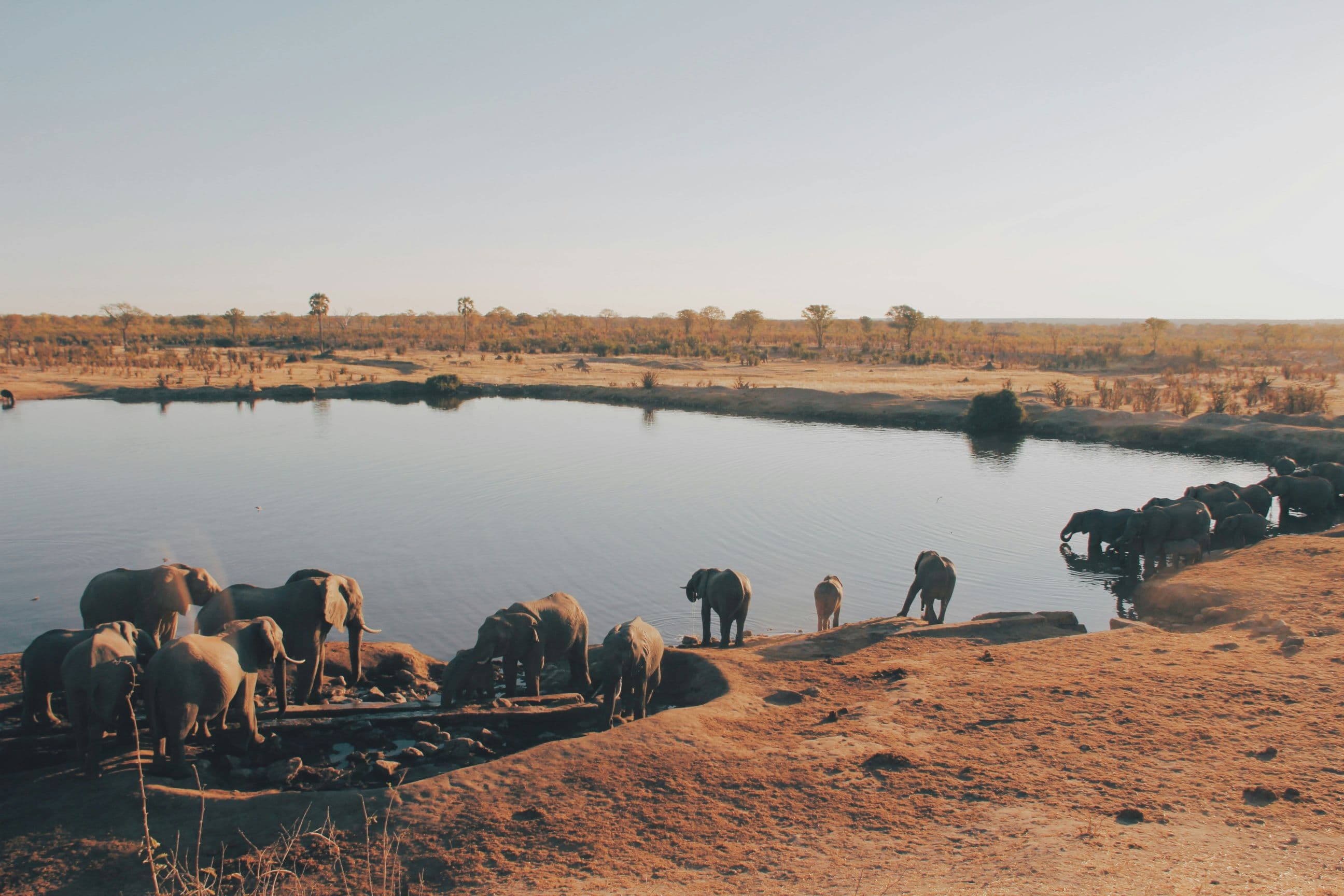 Zimbabwe Wildlife
