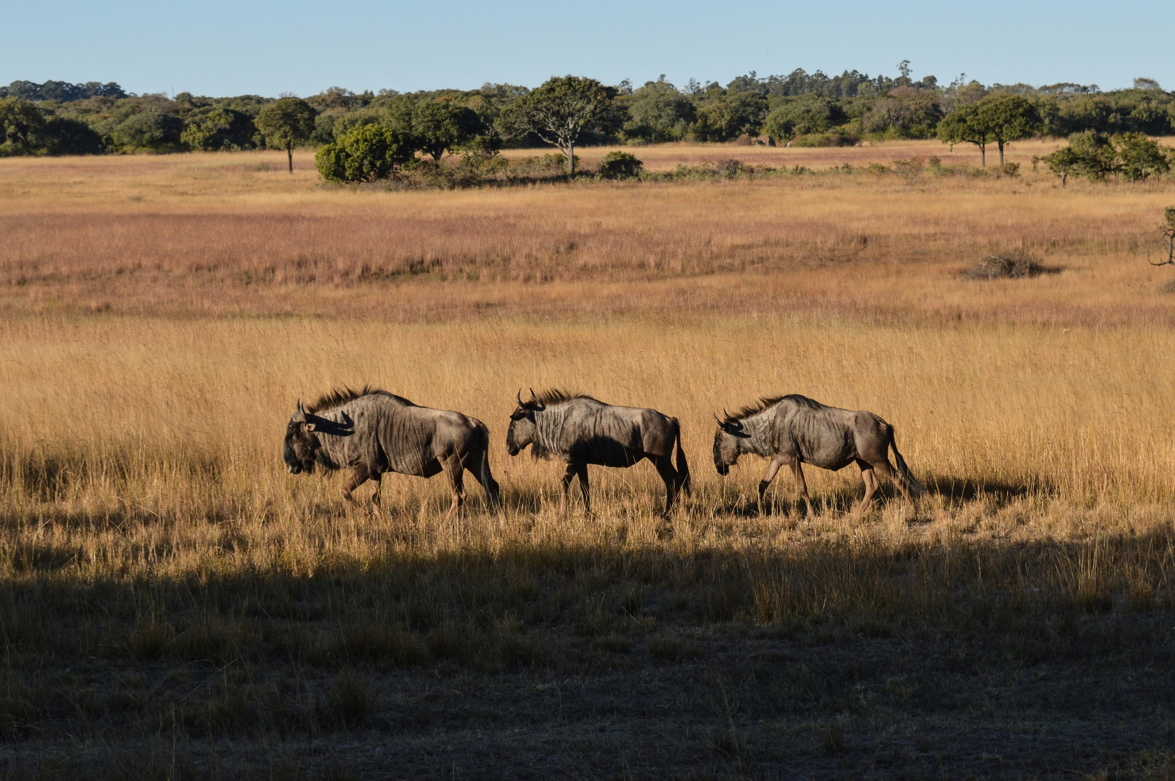 Beautiful scenic view of Zimbabwe - popular tourist destination for visa travelers